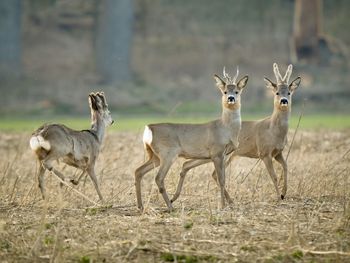 Deer standing on field