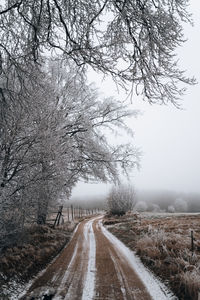 Road amidst bare trees during winter