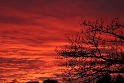 Silhouette bare tree against orange sky