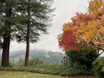 Trees and leaves against sky during autumn