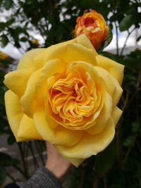 Close-up of yellow rose blooming outdoors