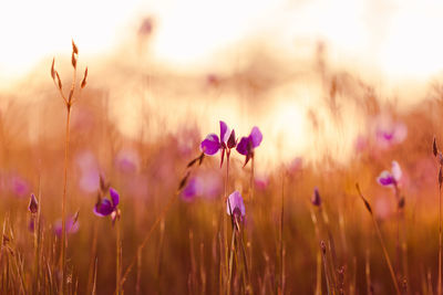 Close-up of purple flowering plants on field