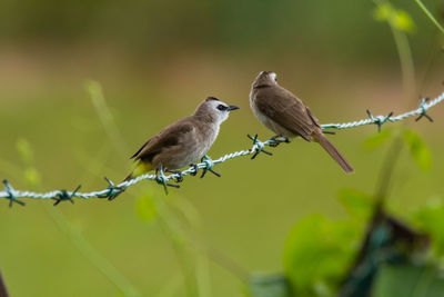 Bird perching on a barbed wire