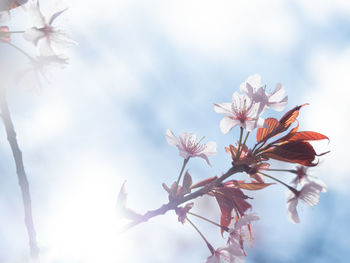 Close-up of cherry blossom tree