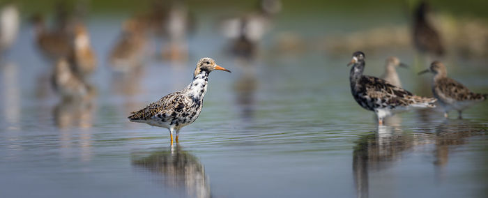 Birds in shallow water