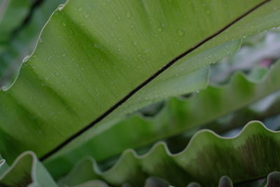 Close-up of raindrops on leaves