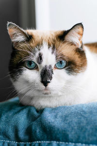 Close-up portrait of cat