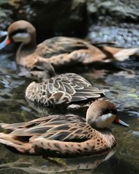 Ducks swimming in lake