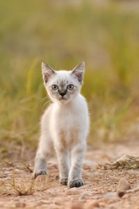 Portrait of cat on field
