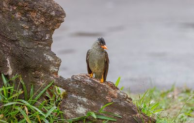 Bird perching on tree