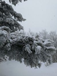 Close-up of snow on tree during winter