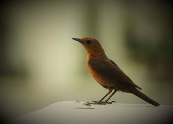 Close-up of bird perching