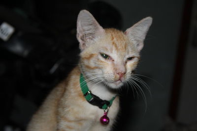 Close-up portrait of a cat