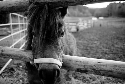 Horse in a field