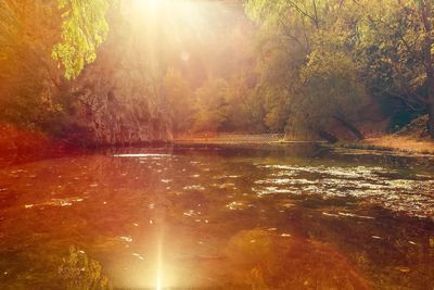 Scenic view of lake in forest