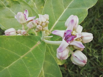 Close-up of pink flowering plant