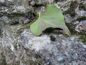 Close-up of rocks