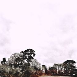 Low angle view of trees against sky