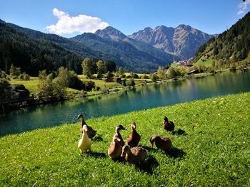 Ducks sitting on grass by lake against sky