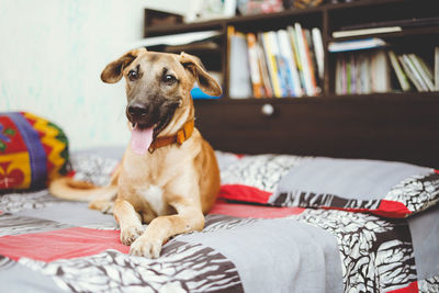 A happy dog sitting on the bed with his tongue out