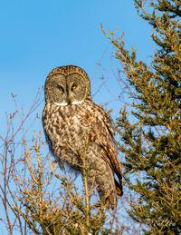 Great gray owl hunting