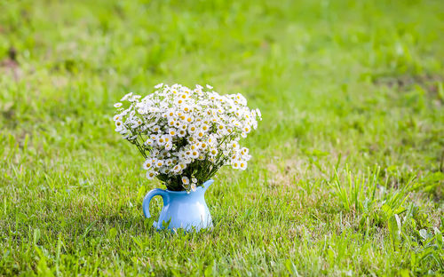 Close-up of white flowering plant on field