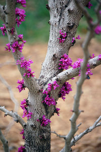 Close-up of purple flowers