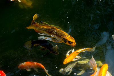 High angle view of koi carps swimming in lake