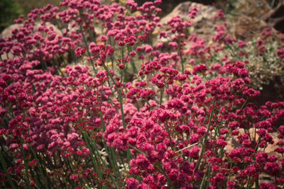 Close-up of pink flowering plants in garden