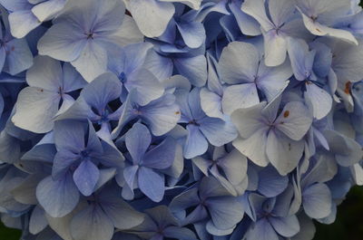 Full frame shot of purple hydrangea flowers