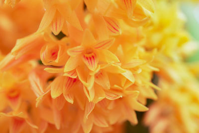 Close-up of yellow flowering plant