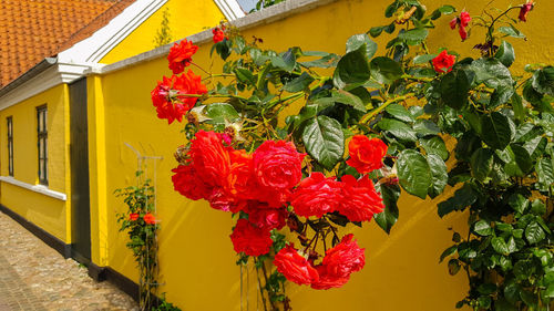 Red flowering plant against building