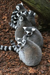 High angle view of lemurs sitting on stones in zoo