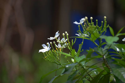 Close-up of white flowering plant
