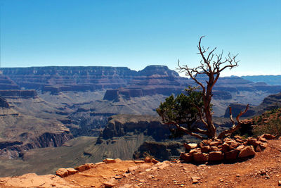Bare tree on rock formations at grand canyon national park on sunny day
