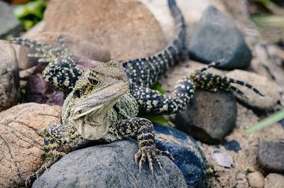 Close-up of lizard on rock