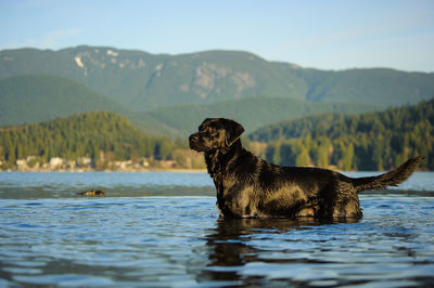Side view of dog standing in lake against sky