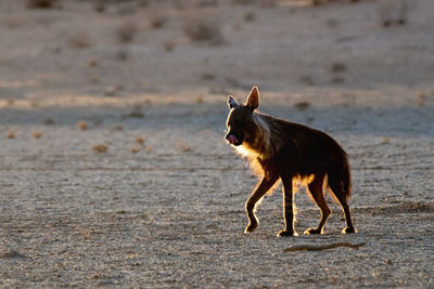 Dog standing on field