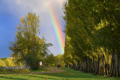Trees on field against rainbow in sky