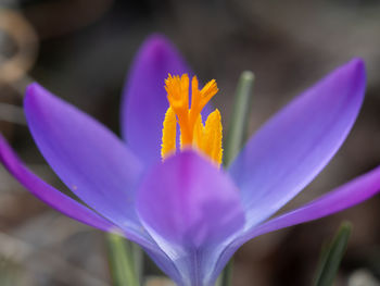 Close-up of purple crocus flower