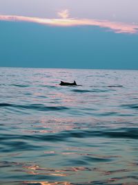 View of ducks swimming in sea