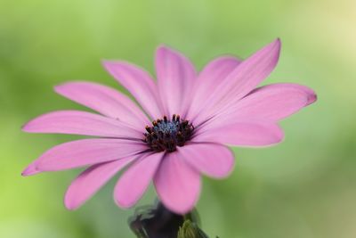 Close-up of pink cosmos flower