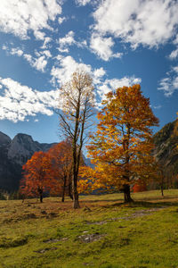 Trees on field against sky during autumn