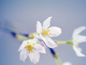 Close-up of white cherry blossom