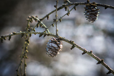 Close-up of snow on plant