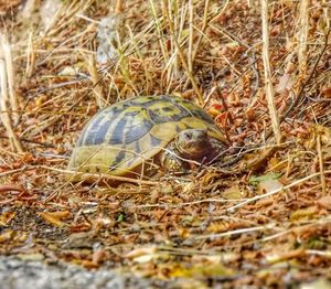 Close-up of turtle on field