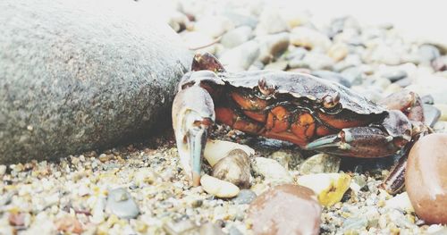 Close-up of crab on sand at beach