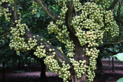 Close-up of grapes growing in vineyard