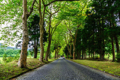 Road amidst trees in forest