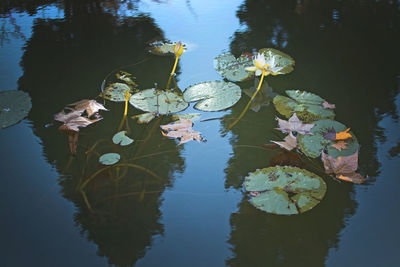 High angle view of lotus water lily in lake